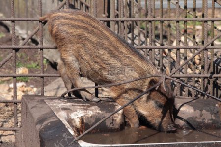 小野猪