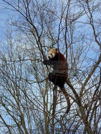 树上的红色熊猫