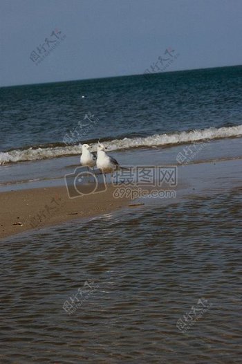 1海滩上的海鸥