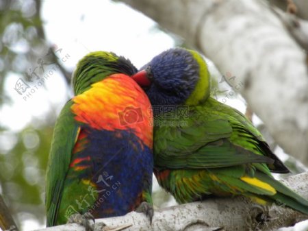 彩虹澳洲鹦鹉彩虹moluccanus