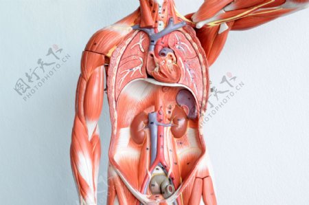 人体解剖学图片