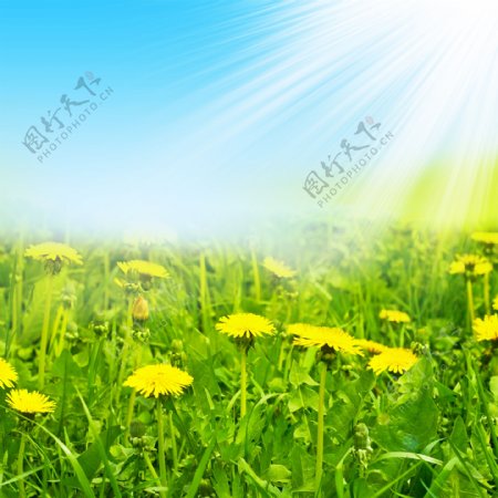 阳光照射花朵
