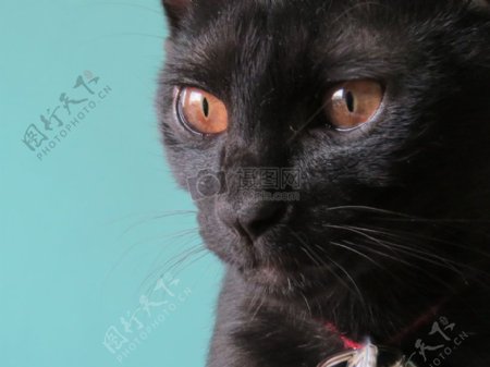 可爱的大黑猫