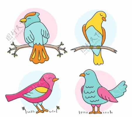 彩色鸟类设计矢量素材