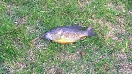 草地上的小鱼