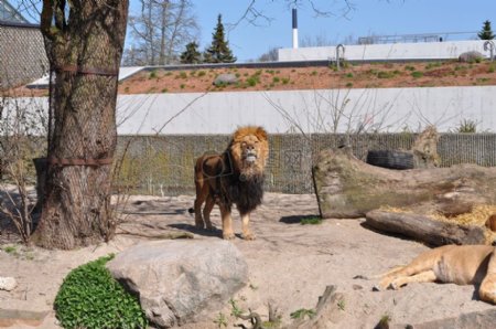 动物园里的雄狮