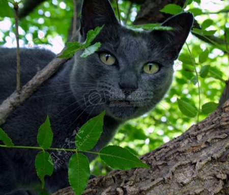 树干上的猫咪