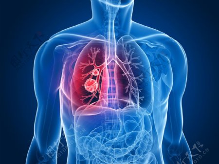 人体肺器官图片