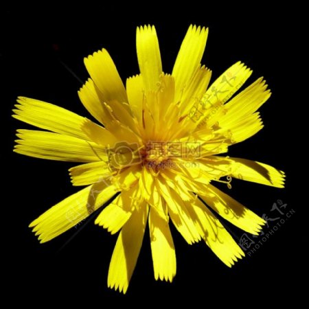 好看的黄色小菊花