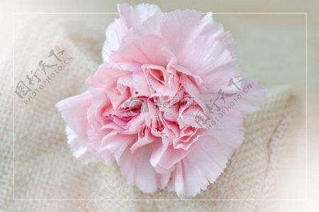 针织物上的粉色花朵
