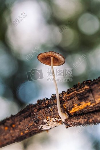 枯枝上的蘑菇