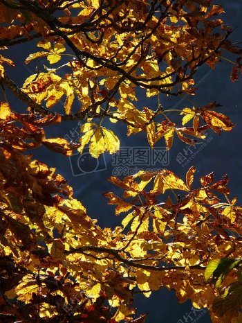 树木上黄色的树叶