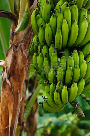 香蕉未成熟的树香蕉