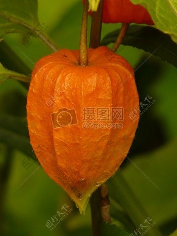 橘色的酸浆果实