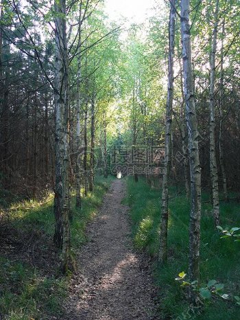 森林路径