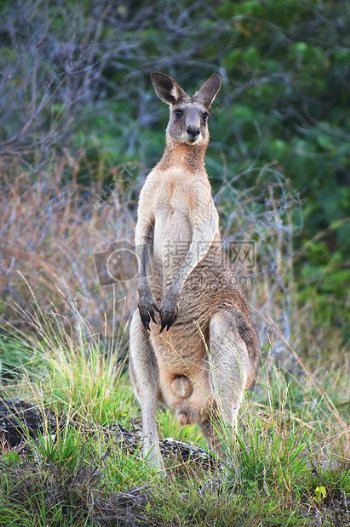 自然澳大利亚野生动物袋鼠