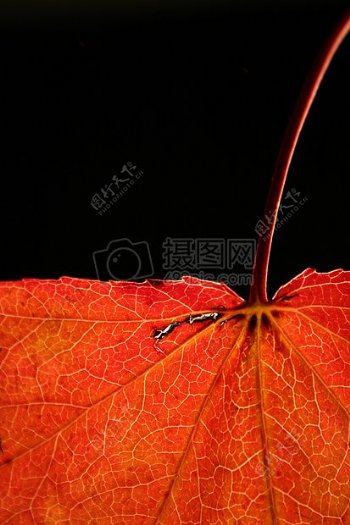 自然红色叶子叶子秋天关闭脉