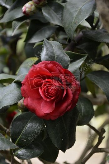 红玫瑰布什玫瑰之一