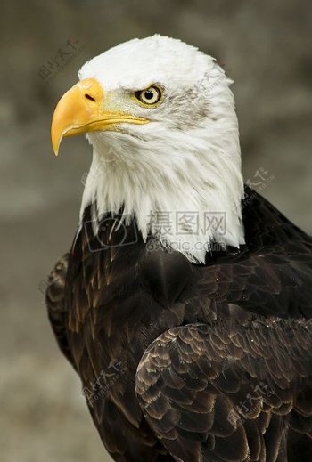 白色和棕色美国之鹰的微距拍摄