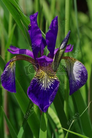 紫色花瓣广泛的花卉特写照片