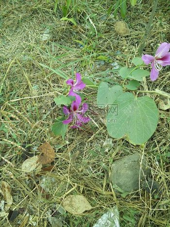 花野花自然摄影印度花365照片鲜花摄影紫罗兰花