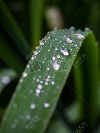 自然植物叶雨滴滴水滴