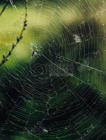 自然户外昆虫蜘蛛蜘蛛网络飞行网络特写镜头错误蜘蛛网蜘蛛网