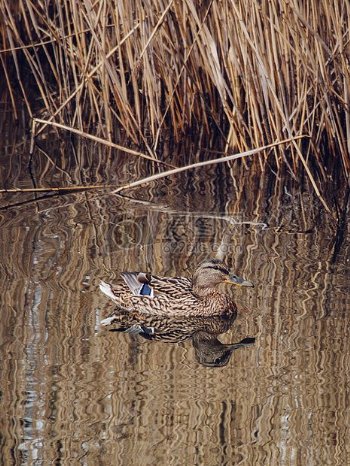 自然鸟水动物池塘鸭子