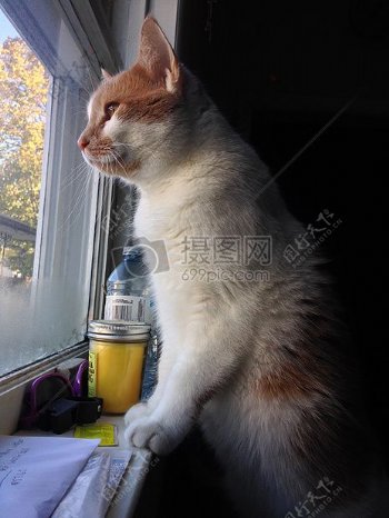 动物宠物雾站立橙猫猫爪子美丽神奇耳朵自然晶须白猫