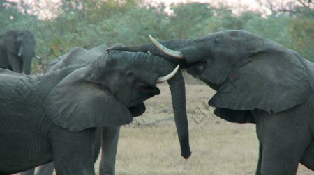 大象玩股票的录像视频免费下载