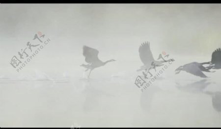 湖水飞鸟视频素材图片