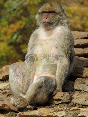 坐在石头上凝视前方的猴子
