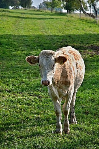 草地上的小牛犊
