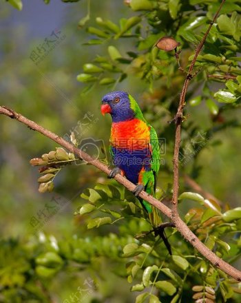 树枝上的彩虹澳洲鹦鹉