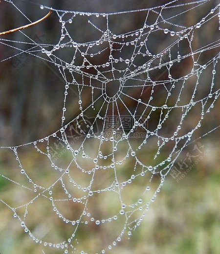 有水珠的蜘蛛网