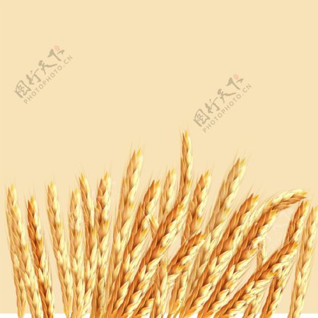 金色麦穗背景