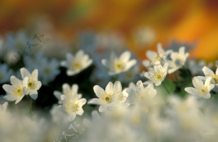 春天白色小花图片