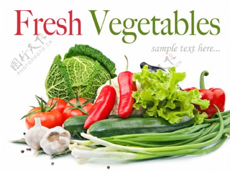 各种蔬菜图片