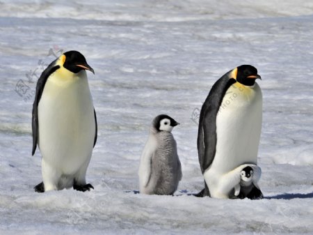 冰面上的企鹅家庭图片