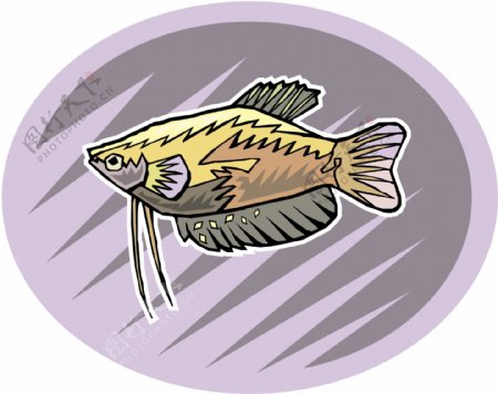 五彩小鱼水生动物矢量素材EPS格式0717