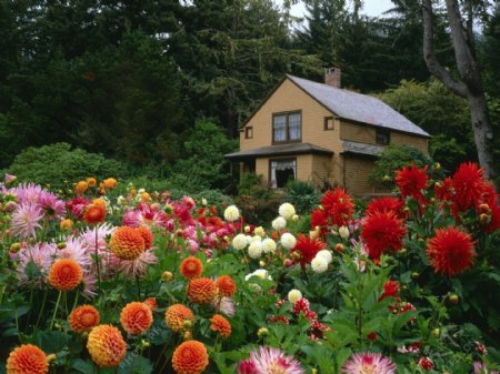 美丽的菊花和别墅图片