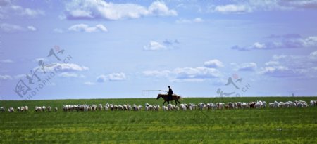草原风景与羊群图片