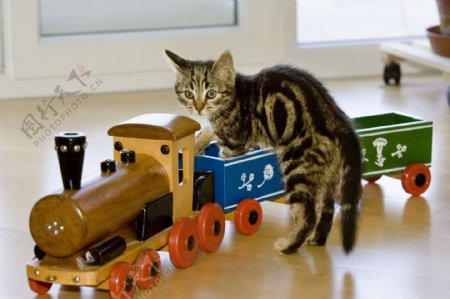 玩玩具车的小猫图片