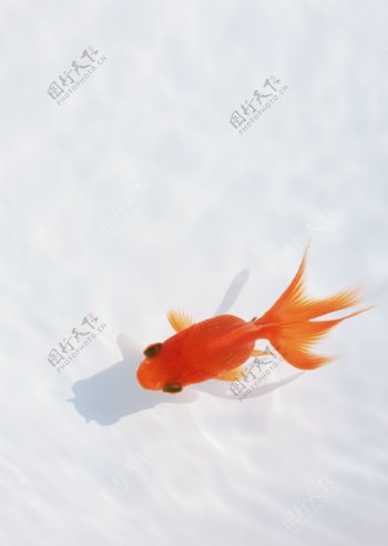 水里的红金鱼图片