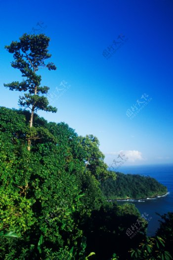 海边绿树丛特写图片