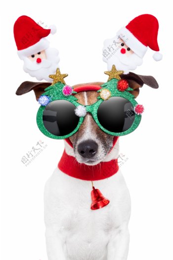 圣诞可爱狗狗图片素材