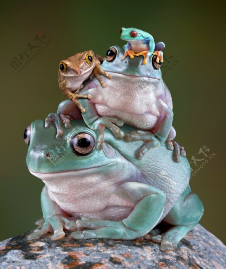 四只可爱的青蛙