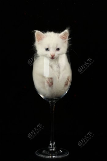 酒杯里的可怜小猫
