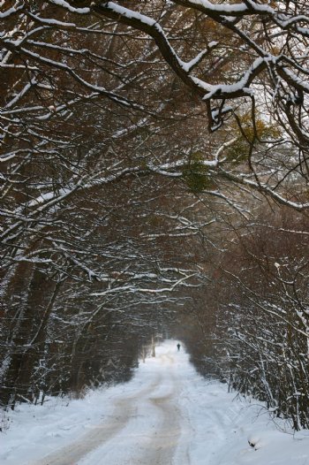 冬季美丽雪景