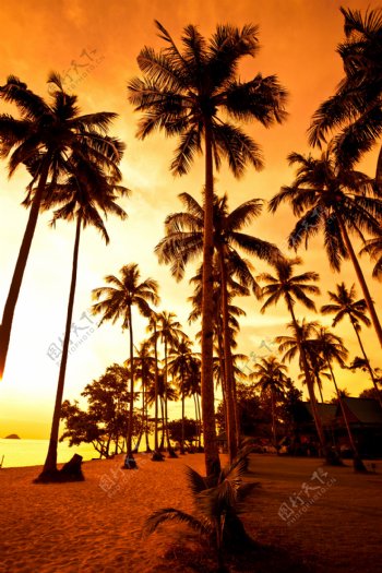 黄昏下的椰子树